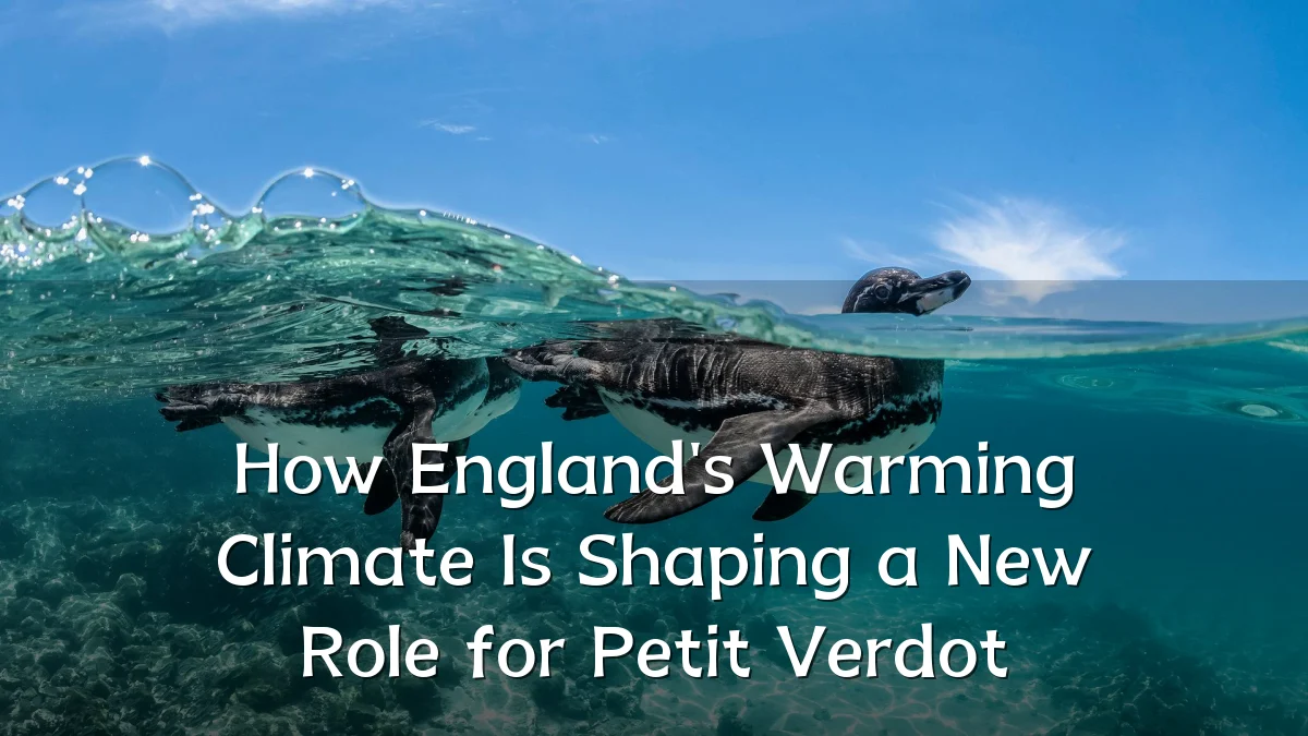 How England's Warming Climate Is Shaping a New Role for Petit Verdot