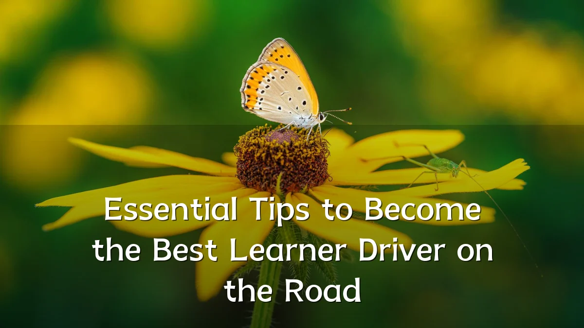 Essential Tips to Become the Best Learner Driver on the Road