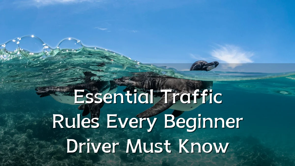 Essential Traffic Rules Every Beginner Driver Must Know