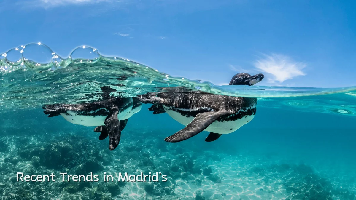 Recent Trends in Madrid's
